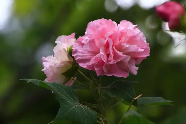 木芙蓉的传说(摄影首发)