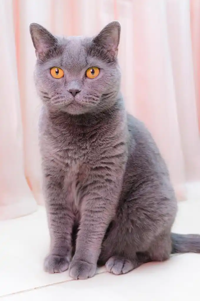 英国猫,在白色背景上的灰色纯种猫