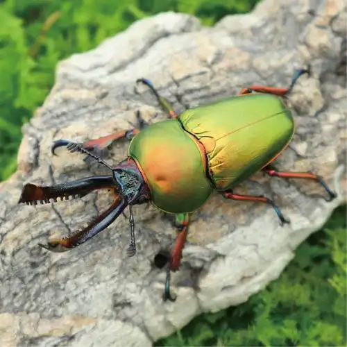 牧野虫社印尼金锹甲独角仙甲虫爬宠活体锹形虫昆虫中国大扁兜虫