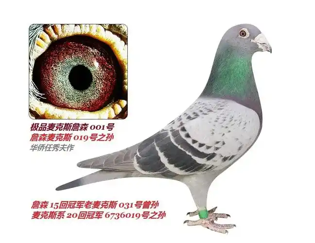 曾祖父:"极品詹森001