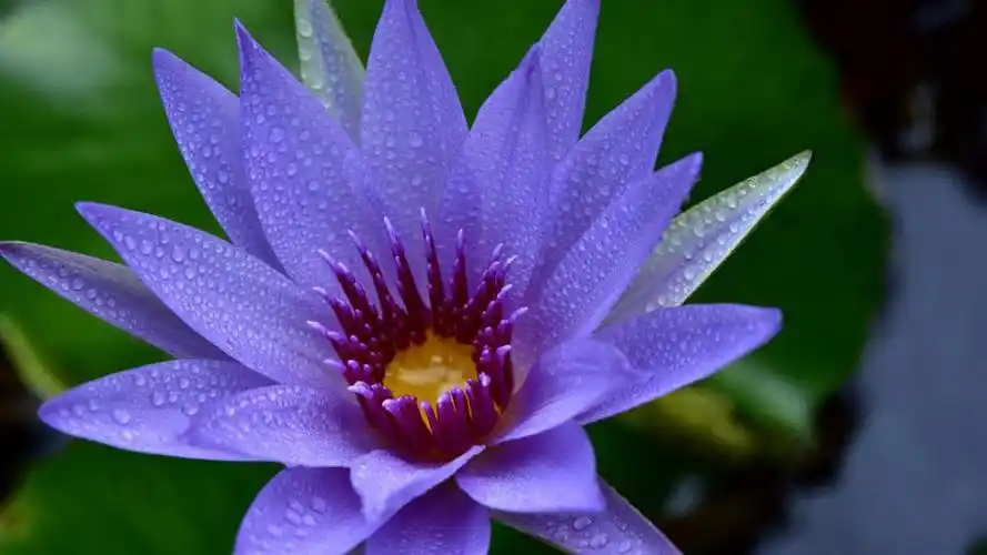 睡莲,是仙女的化身,高清壁纸图片,鲜花背景-回车桌面