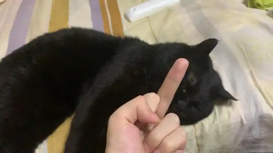 朝猫咪竖中指会怎么样