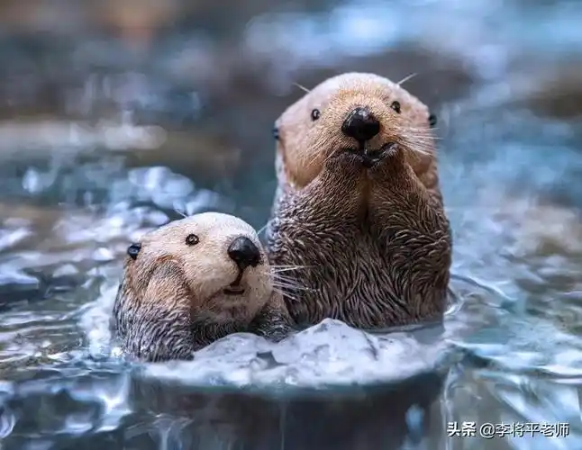 海獭蠢萌的外表下,是生物圈的黑暗王者