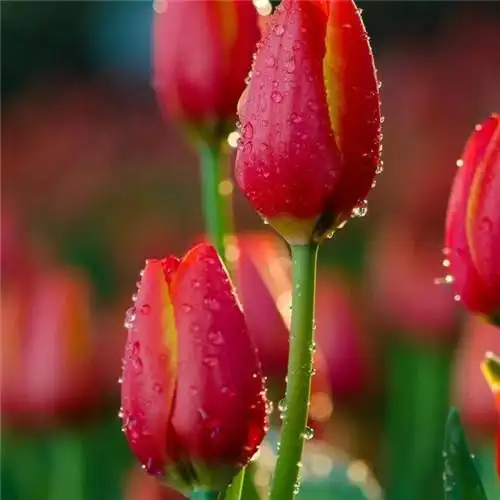 高雅美丽的郁金香花头像图片