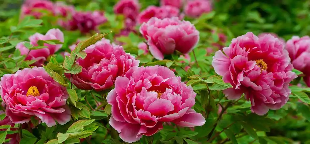 这四个地方的牡丹风景美如画