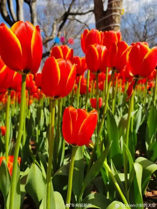 用一张照片留住春天##春天的花花真的很适合当头像##用一张照片留住