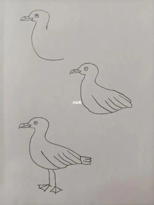 简笔画151海鸥