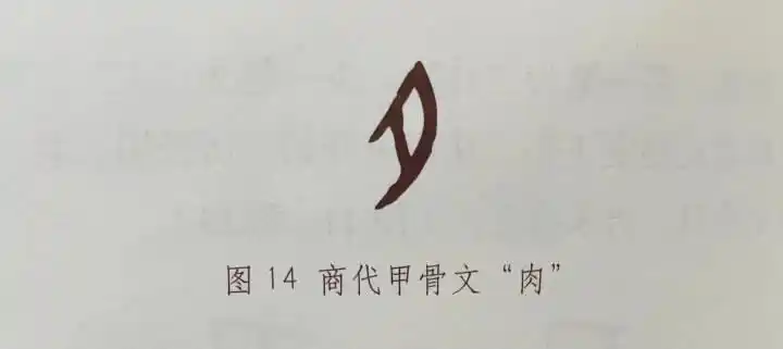 在商代的甲骨文中,"肉"字的写法,像是一块肉,与后来的"夕"有点像;月则