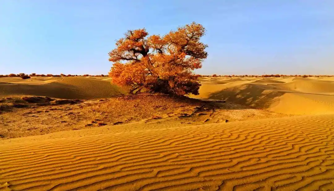 警事日记︱我是"老杨",也是一棵扎根基层的胡杨