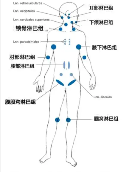 教你一套简单易行的淋巴引流按摩手法在家自己动手让水肿拜拜