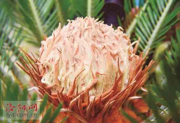 罕见洛阳这两颗雌雄铁树同时开花