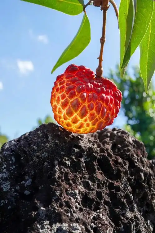 不是所有的荔枝都敢称为"王",至少要鸡蛋那么大吧__财经头条