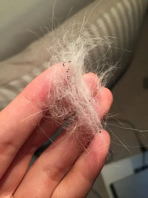 天了噜!这是虱子的便便吗!