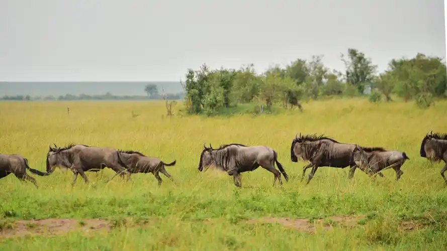 走进非洲五--角马