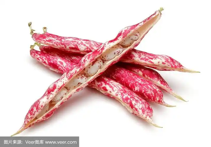 新鲜的花斑豆孤立在白色