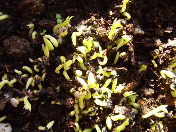 周小喵的相册-火龙果成长记