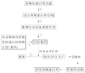 蛋白质工程的基本流程正确的是( ) ①蛋白质分子结构设计②dna合成③