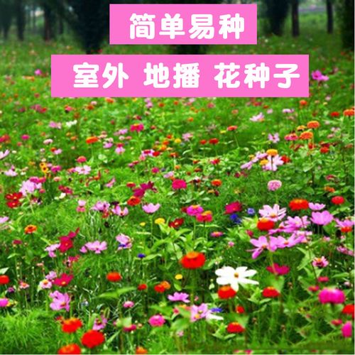 野花组合种子户外耐旱花种子四季开花波斯菊百日草阳台庭院 硕雅园艺