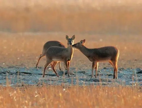 獐子- 野生动物版 - 摄鸟人网 - 摄鸟人网