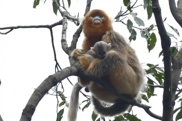 今春旅游何处去 裕河相约美猴王