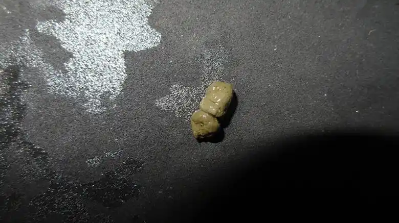 乌龟拉的这么粗的大便是怎么回事啊?不会有病吧?