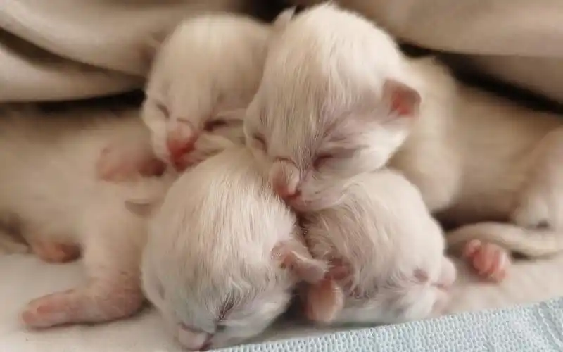 布偶小奶猫出生了