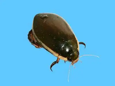 大龙虱_百度百科