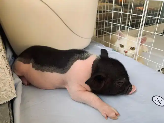 转小香猪超级可爱