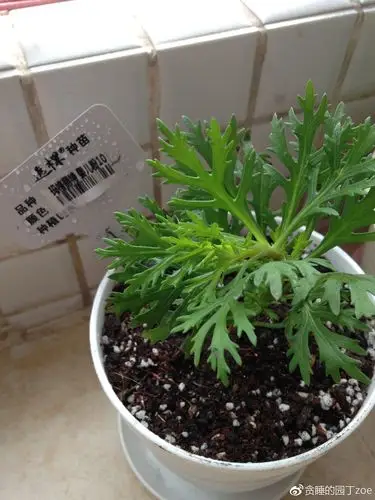 我的小花园玛格丽特爆盆记