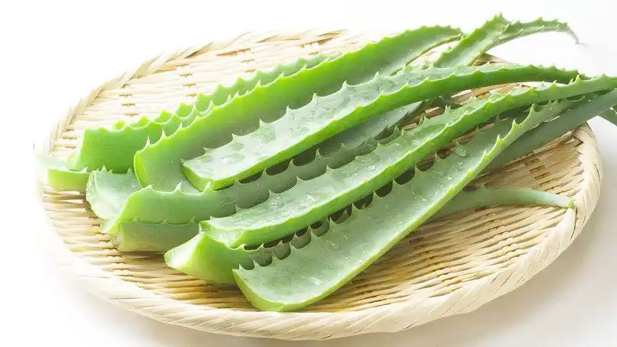 学中药:芦荟,植株胶质可治疗烫伤,饮片芦荟可降肝火