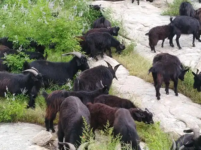 蒙山黑山羊饮山泉水,吃的是百草,吸的是天然氧吧,肉质安全又营养