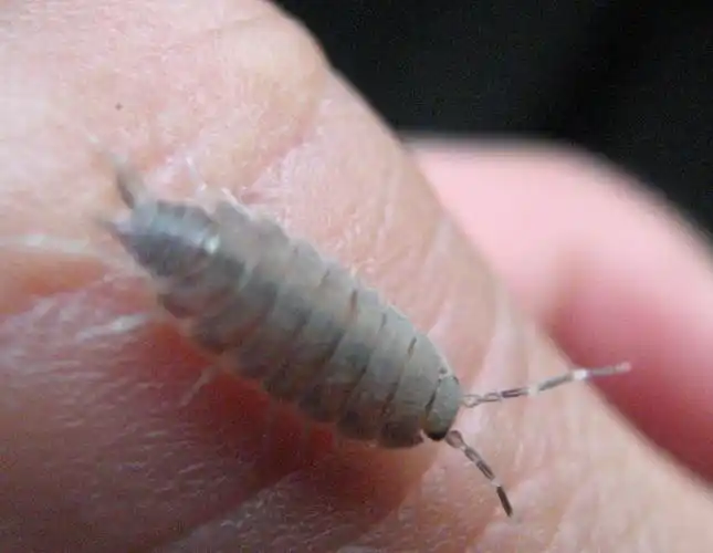 鼠妇(动物)鼠妇属无脊椎动物节肢动物门甲壳纲潮虫亚目.