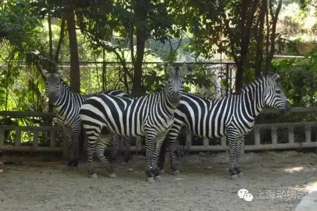 《疯狂动物城》刷了吗?里面的角色这里都有