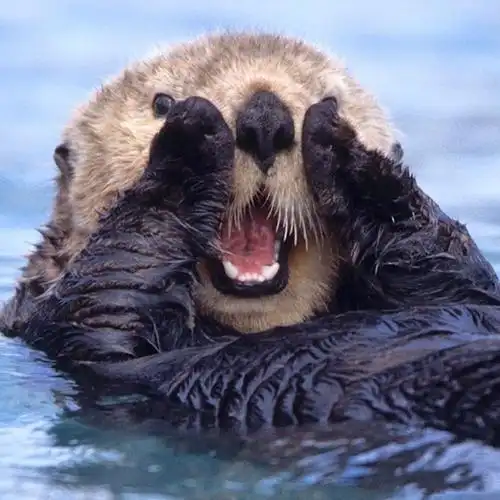 今天图啥#海獭式搓脸,简直萌到犯规!这只.