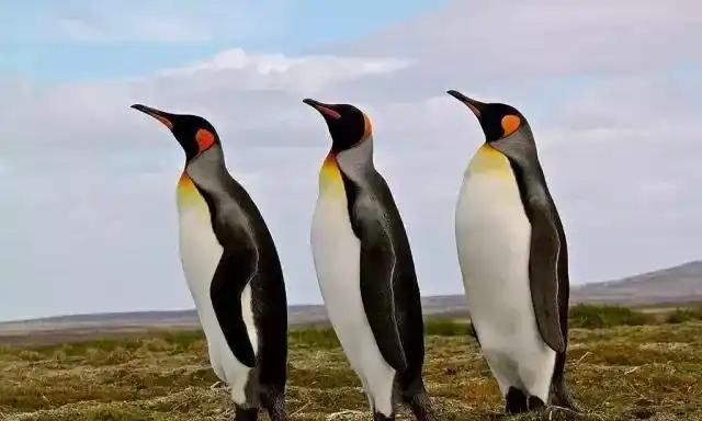 王企鹅和帝企鹅一直分不清,这次总算弄明白了