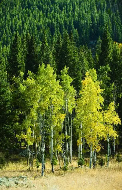 无人,竖图,室外,白天,正面,旅游,度假,草地,草原,草坪,美景,森林,树林