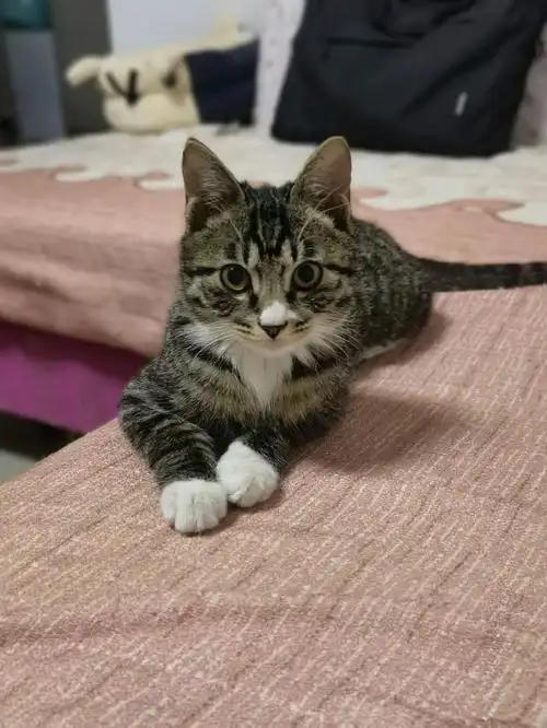 谁能看出这是一只不到四个月的狸花猫