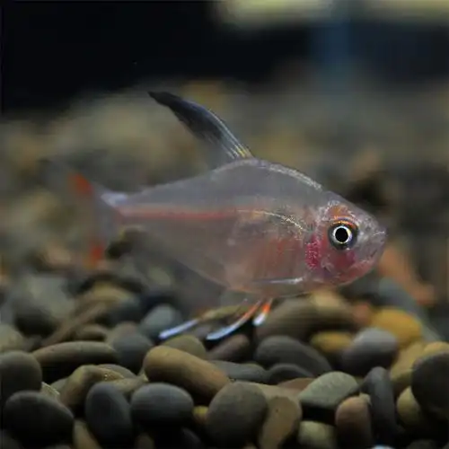 黑尾大勾鱼玫瑰扯旗灯科鱼草缸鱼群游鱼小型鱼热带鱼观赏鱼淡水鱼