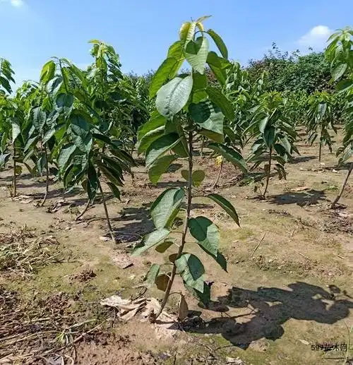 基地供应 车厘子苗 车厘子树苗 矮化樱桃苗繁育基地