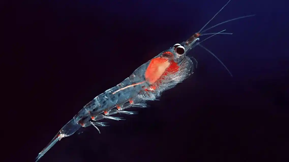 南极磷虾10亿吨的海上金库中国将成为最大赢家