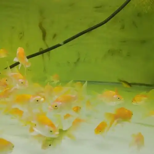 cmcm黄金蝴蝶鲤鱼苗贵妃球体锦鲤鱼淡水冷水好养鱼苗观赏鱼 黄金蝴蝶