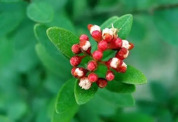 赤楠根的功效与作用_美健品招商网