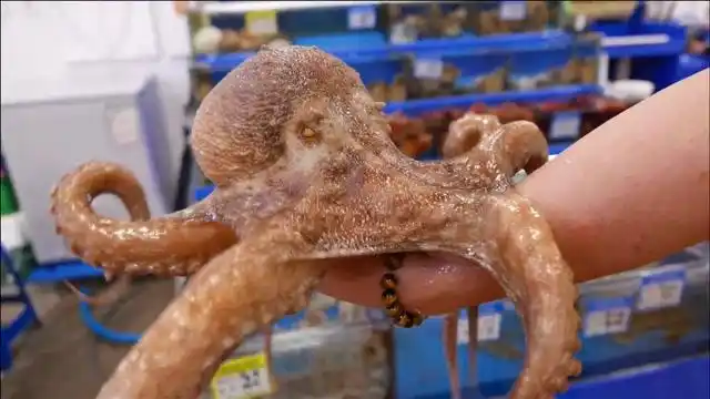 可怕!272公斤章鱼现身,疑似核辐射变异