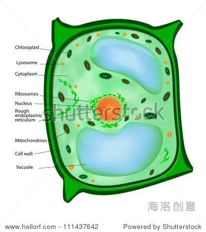 plant cell structure. vector.