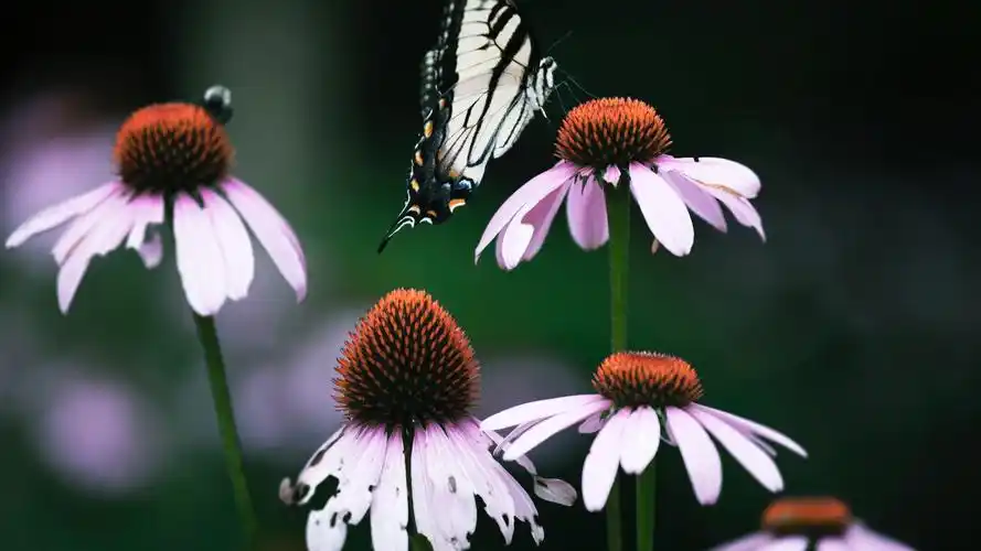 唯美好看的蝴蝶图片桌面壁纸