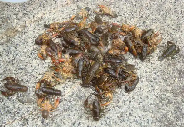 关于蝲蛄的吃法最出名的应该是"蝲蛄豆腐",《辽阳志》蝲蛄"形颇似虾而