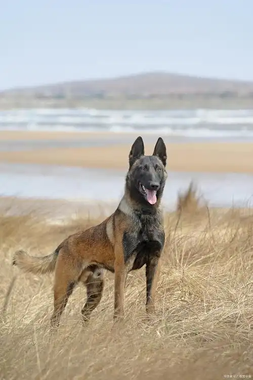 马犬多大成熟懂事