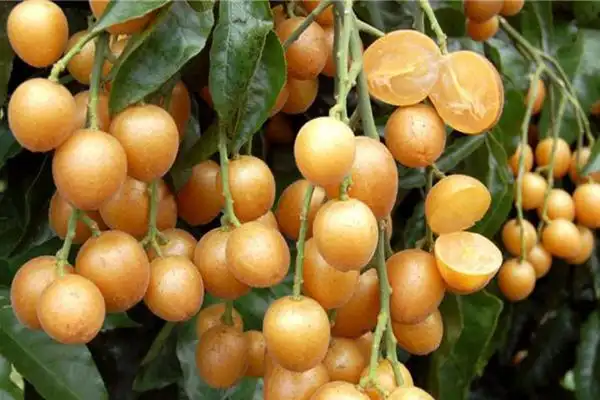 广西水果特产"馋"住你