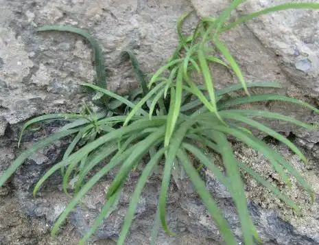 五香草的功效与作用及禁忌