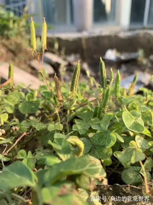 果实(手轻轻一碰,就会有种子弹射出来,挺好玩的) 红花酢浆草的生长